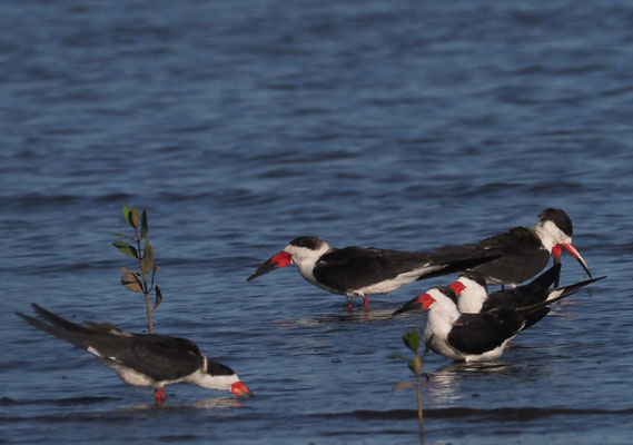 SCHWARZMANTEL-SCHERENSCHNABEL, BLACK SKIMMER, RYNCHOPS NIGER