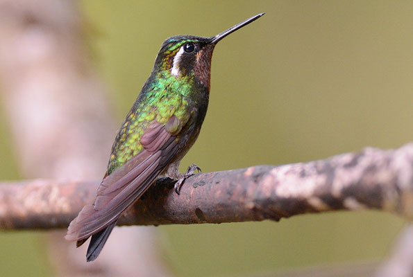 PURPURKEHLNYMPHE, PURPLE-THROATED MOUNTAIN-GEM, LAMPORNIS CALOLAEMUS