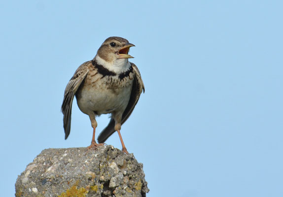 KALANDERLERCHE, CALANDRA LARK, MELANOCORYPHA CALANDRA