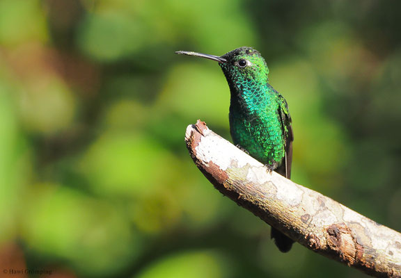 KUBASMARAGDKOLIBRI, CUBAN EMERALD, CHLOROSTILBON RICORDII