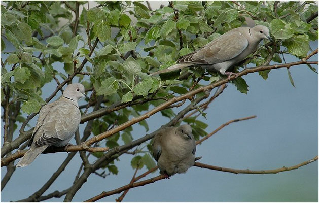 RINGELTAUBE, WOOD PIGEON,  COLUMBA PALUMBUS
