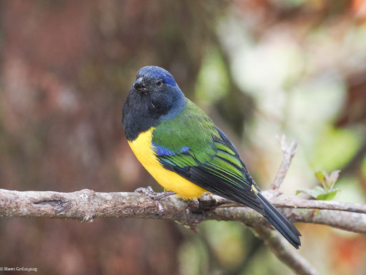 SCHWARZBRUST-BERGTANGARE, BLACK-CHESTED MOUNTAIN-TANAGER - CNEMATHRAUPIS EXIMIA