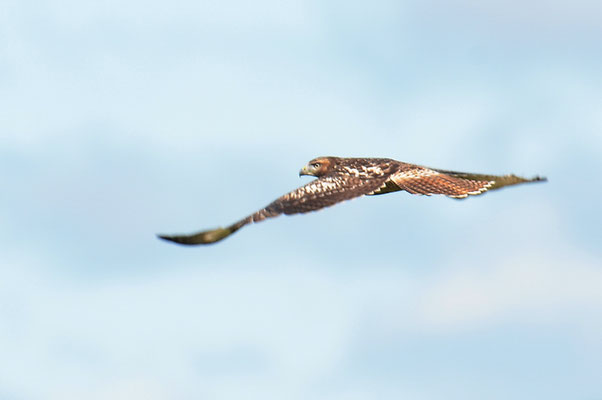 ROTSCHWANZBUSSARD, RED-TAILED HAWK, BUTEO JAMAICENSIS
