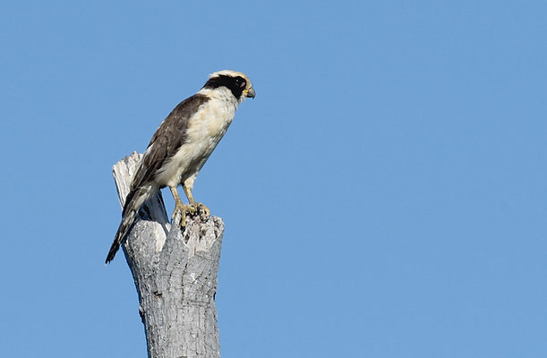 LACHFALKE, LAUGHING FALCON, HERPETOTHERES CACHINNANS
