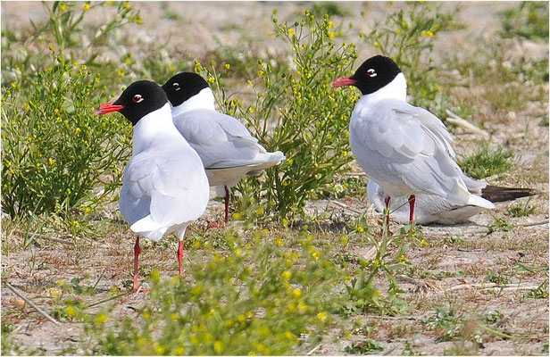 SCHWARZKOPFMÖWE, MEDITERRANEAN GULL, LARUS MELANOCEPHALUS