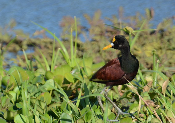 GELBSTIRNBLATTHUHN , NORTHERN JACANA, JACANA SPINOSA