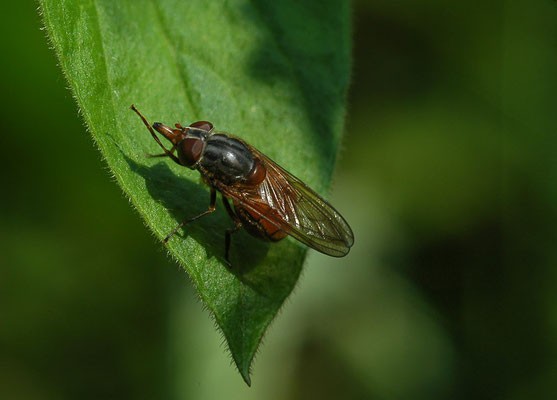 GEMEINE SCHNAUZENSCHWEBFLIEGE, RHINGIA CAMPESTRIS