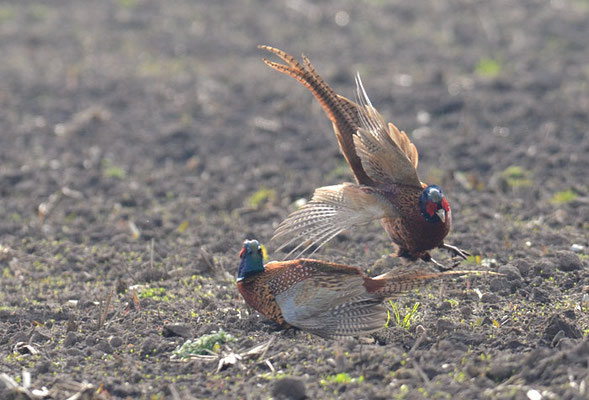 FASAN, COMMON PHEASANT, PHASIANUS COLCHICUS