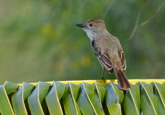BRAUNSCHOPFTYRANN, BROWN-CRESTED FLYCATCHER, MYIARCHUS TYRANNULUS