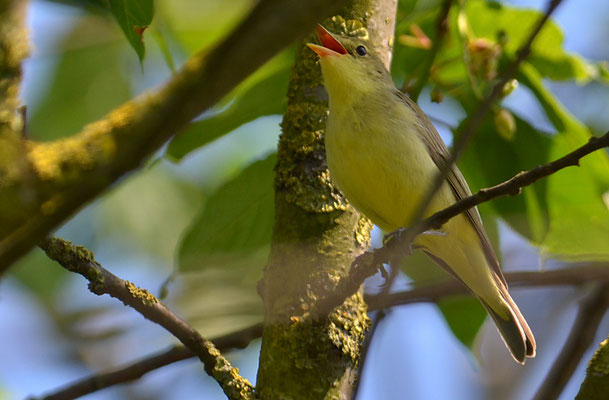 GELBSPÖTTER, ICTERINE WARBLER, HIPPOLAIS ICTERINA