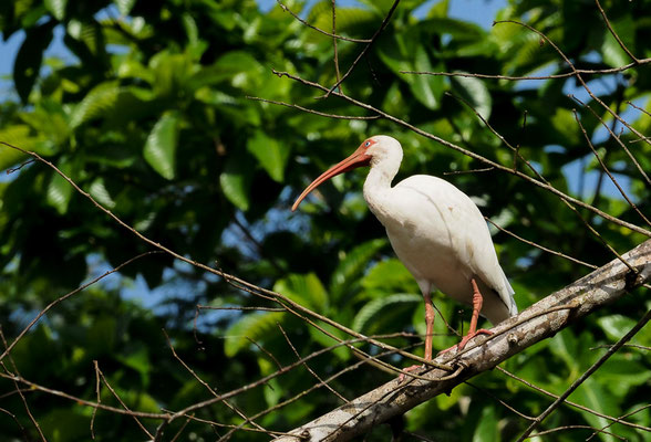 SCHNEESICHLER, WHITE IBIS, EUDOCIMUS ALBUS