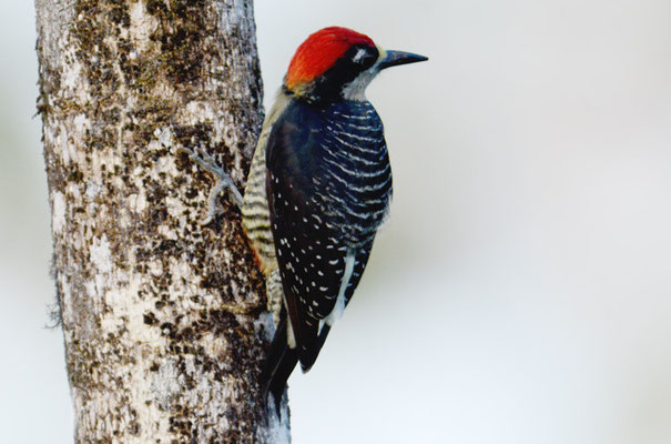 SCHLÄFENFLECKENSPECHT, BLACK-CHEEKED WOODPECKER, MELANERPES PUCHERANI