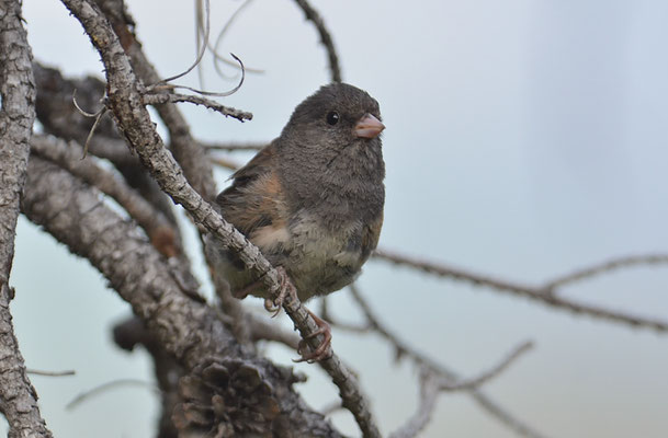 JUNCO, DARK-EYED JUNCO, JUNCO HYEMALIS