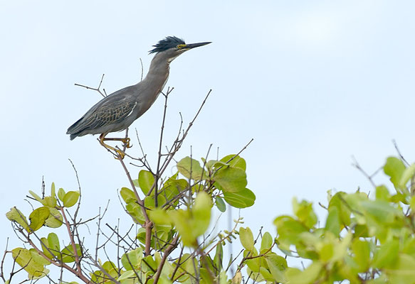 MANGROVENREIHER, STRIATED HERON, BUTORIDES STRIATA