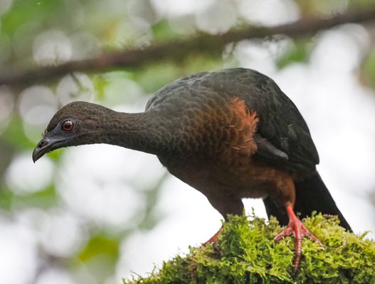 SICHELGUAN, SICKLE-WINGED GUAN - CHAMAEPETES GOUDOTII