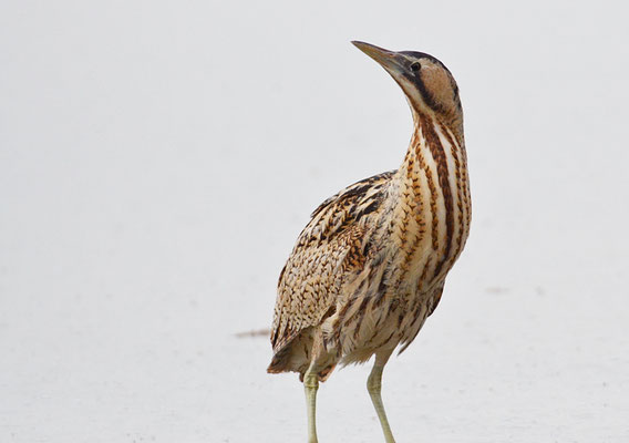 ROHRDOMMEL, BITTERN, BOTAURUS STELLARIS
