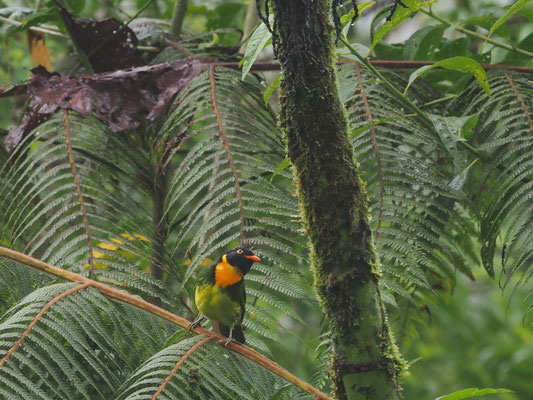Orangebrustkotinga, Orange-breasted Fruiteater - Pipreola jucunda