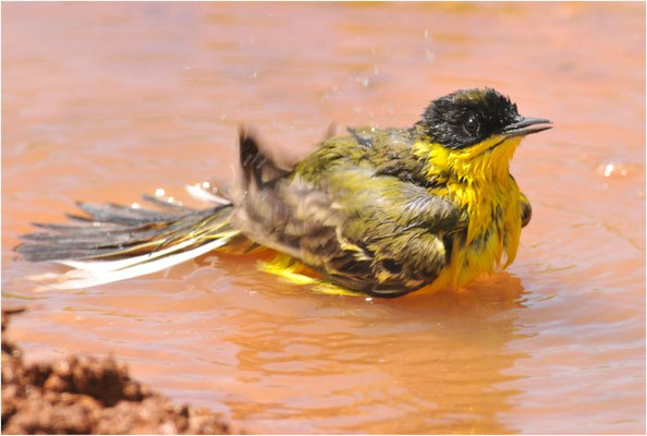 MASKENSTELZE, YELLOW WAGTAIL FELDEGG, MOTACILLA FLAVA FELDEGG