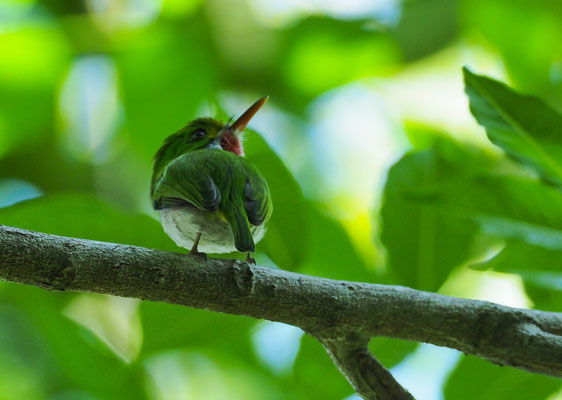 VIELFARBENTODY, CUBAN TODY, TODUS MULTICOLOR