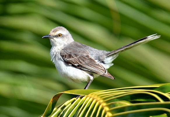 TROPENSPOTTDROSSEL, TROPICAL MOCKINGBIRD, MIMUS GILVUS