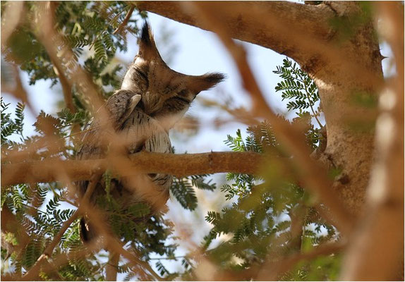 AFRIKANISCHE ZWERGOHREULE, AFRICAN SCOPS OWL, OTUS SENEGALENSIS