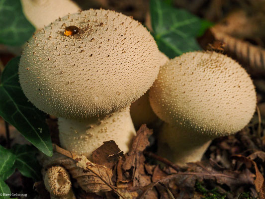Flaschen-Stäubling - Lycoperdon perlatum