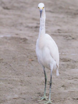 Schmuckreiher, Snowy Egret - Egretta thula