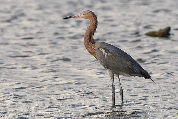 RÖTELREIHER, REDDISH EGRET, EGRETTA RUFESCENS