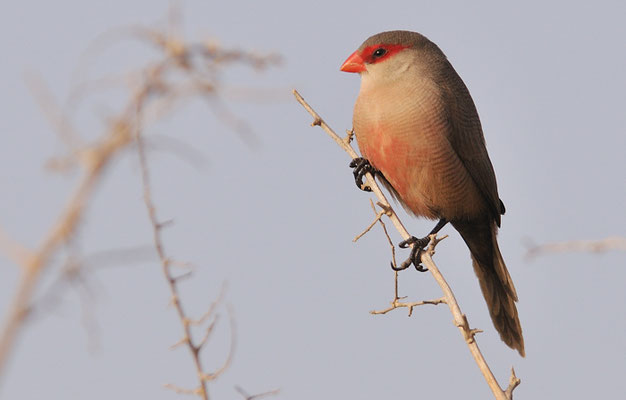 WELLENASTRILD, COMMON WAXBILL, ESTRILDA ASTRILD