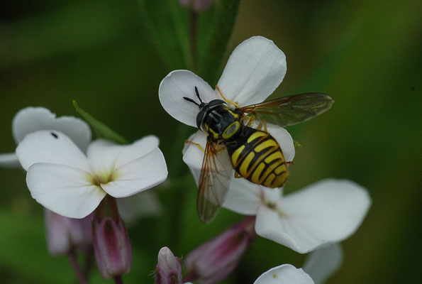 GEMEINE WESPENSCHWEBFLIEGE, CHRYSOTOXUM CAUTUM