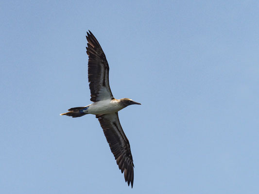 BLAUFUSSTÖLPEL, BLUE-FOOTED BOOBY - SULA NEBOUXII