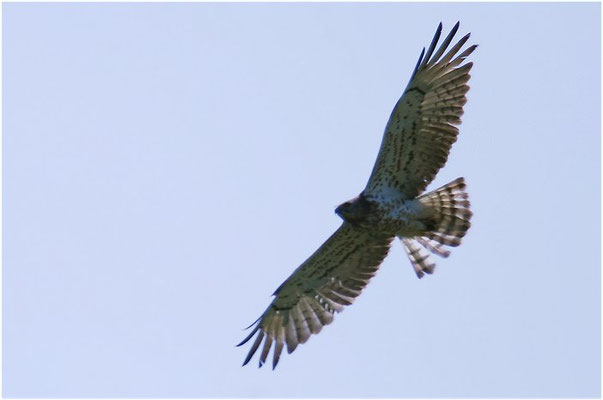 SCHLANGENADLER, SHORT-TOED EAGLE, CIRCAETUS GALLICUS
