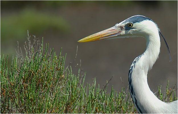 GRAUREIHER, GREY HERON, ARDEA CINEREA