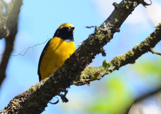 GELBSCHEITELORGANIST, YELLOW-CROWNED EUPHONIA, EUPHONIA LUTEICAPILLA