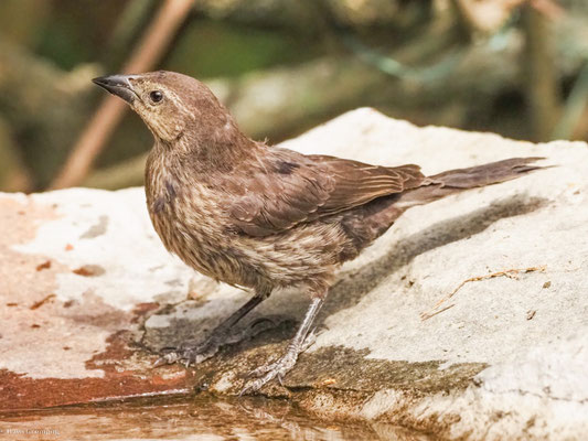 GLANZKUHSTÄRLING, SHINY COWBIRD - MOLOTHRUS BONARIENSIS