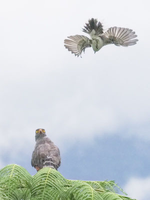 Wegebussard, Roadside Hawk - Rupornis magnirostris