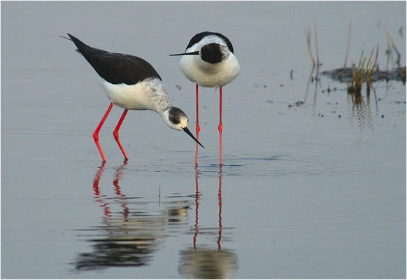 STELZENLÄUFER, BLACK-WINGED STILT, HIMANTOPUS HIMANTOPUS