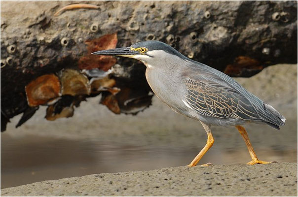 MANGROVENREIHER, STRIATED HERON, BUTORIDES STRIATUS