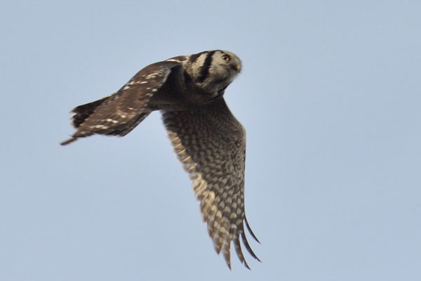 SPERBEREULE, HAWK OWL, SURNIA ULULA
