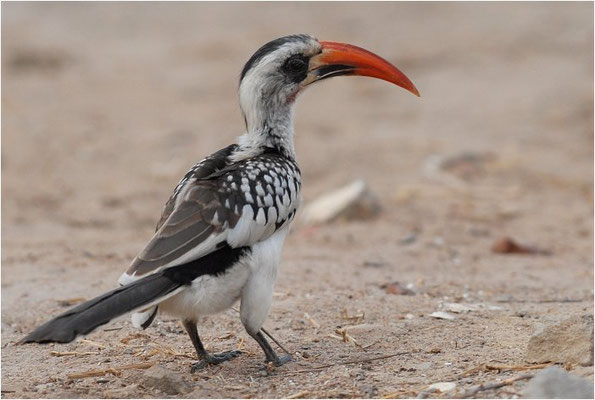 ROTSCHNABELTOKO, RED-BILLED HORNBILL, TOCKUS ERYTHRORHYNCHUS