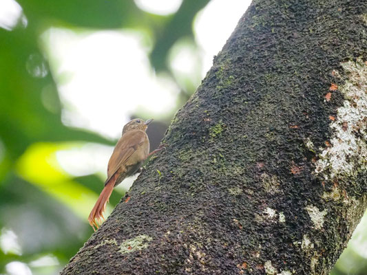Keilschnabel-Baumsteiger, Wedge-billed Woodcreeper - Glyphorynchus spirurus