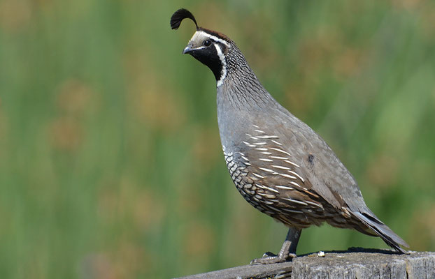 KALIFORNISCHE SCHOPFWACHTEL, CALIFORNIA QUAIL, CALLIPEPLA CALIFORNICA