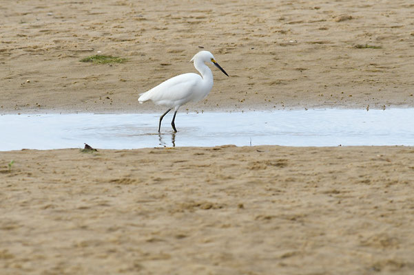 SCHMUCKREIHER, SNOWY EGRET, EGRETTA THULA