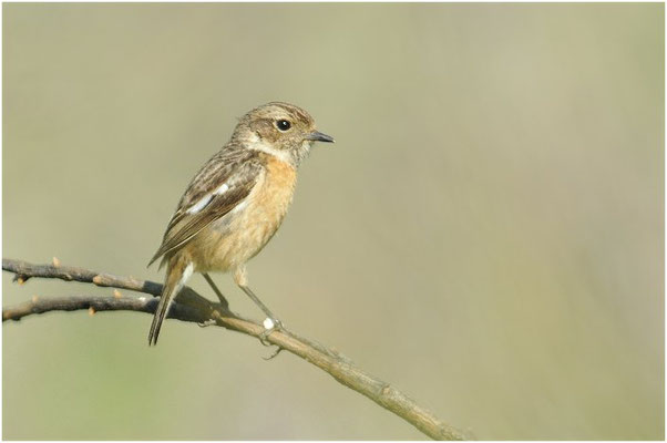 SCHWARZKEHLCHEN, STONECHAT, SAXICOLA TORQUATUS