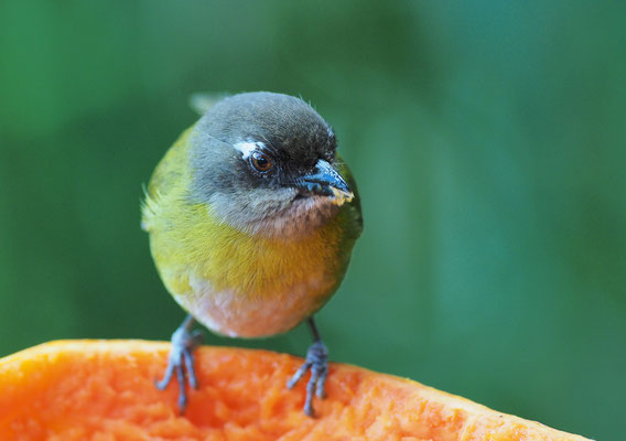 BRAUNKOPFTANGARE, COMMON BUSH-TANAGER, CHLOROSPINGUS OPHTHALMICUS