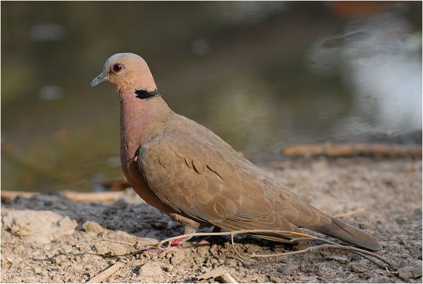 HALBMONDTAUBE, RED-EYED DOVE, STREPTOPELIA SEMITORQUATA