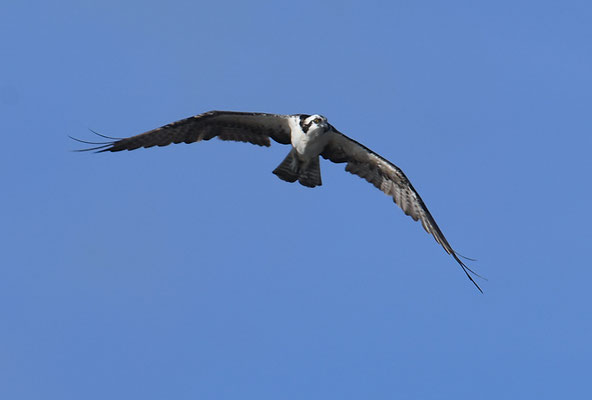 FISCHADLER, OSPREY, PANDION HALIAETUS
