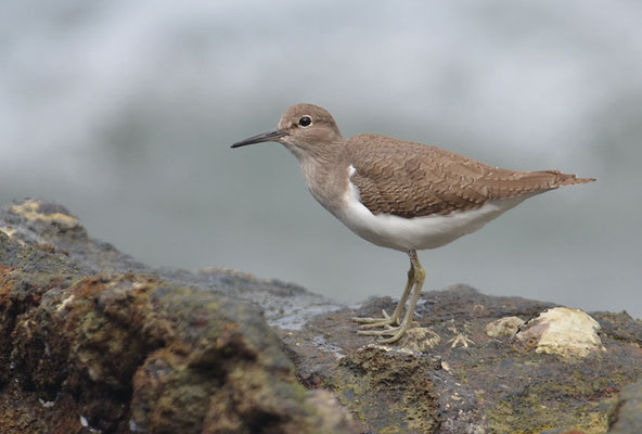 FLUSSUFERLÄUFER, COMMON SANDPIPER, ACTITIS HYPOLEUCUS