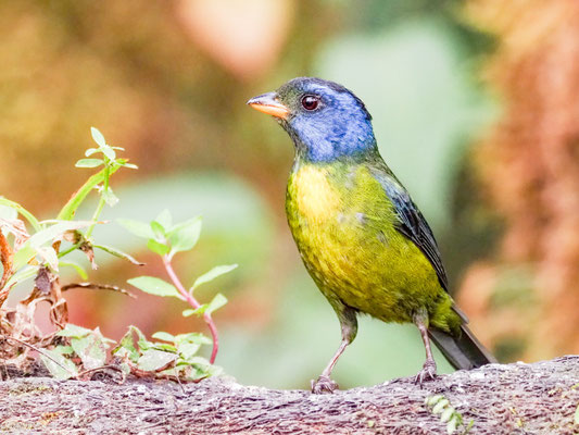EDWARDSTANGARE, MOSS-BACKED TANAGER -  BANGSIA EDWARDSI