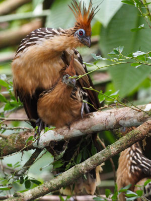 Hoatzin, Hoatzin - Opisthocomus hoazin